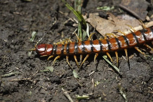 CIEN PIES-ESCOLOPENDRA | Flickr - Photo Sharing! CIEN PIES-ESCOLOPENDRA | Flickr - Photo Sharing!