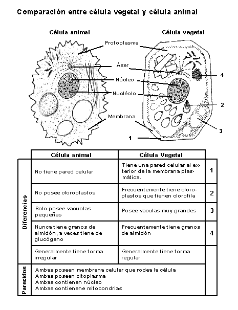 La célula animal y sus partes para niños - Imagui