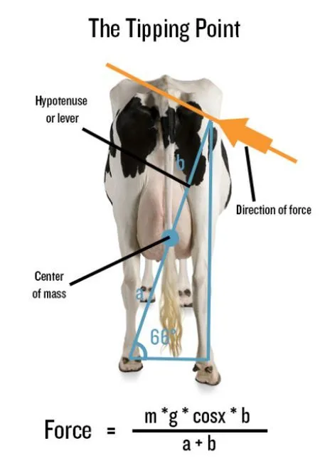 La ciencia del “Cow Tipping” |