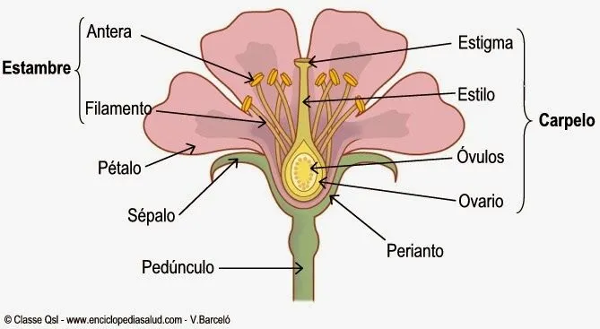 Ciencia Cuarto LMR: Reproducción sexual en las plantas con flores
