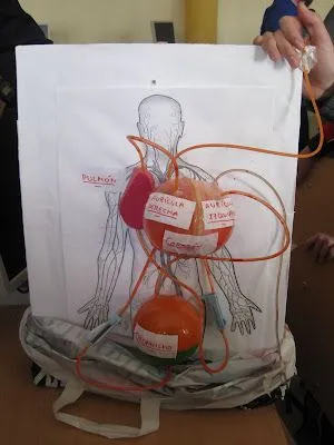 Como hacer una maqueta del sistema circulatorio - Imagui