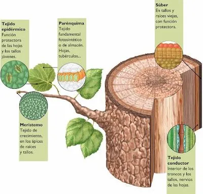 CIENCIAS BIOLOGICAS: CLASIFICACION DE LOS TEJIDOS CIENCIAS BIOLOGICAS: CLASIFICACION DE LOS TEJIDOS