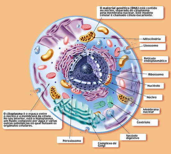 Ciências Inteligentes-CMPA: Partes da célula animal