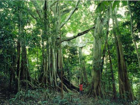 Ciencias de Joseleg: Bosque tropical