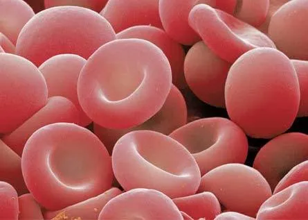 Ciencias de Joseleg: Introducción a la sangre y los elementos ... Ciencias de Joseleg: Introducción a la sangre y los elementos ...