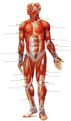 CIENCIAS Y ALGO MAS: Anatomía: Sistema Óseo, Muscular y Linfático