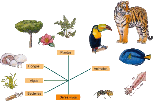 Historia de la clasificación de los seres vivos ~ Ciencias Naturales