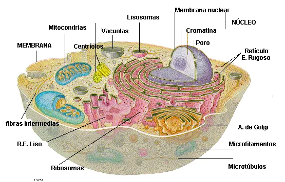 Ciencias Naturales Online » Ciencias Naturales Las celulas – 3 Ciencias Naturales Online » Ciencias Naturales Las celulas – 3