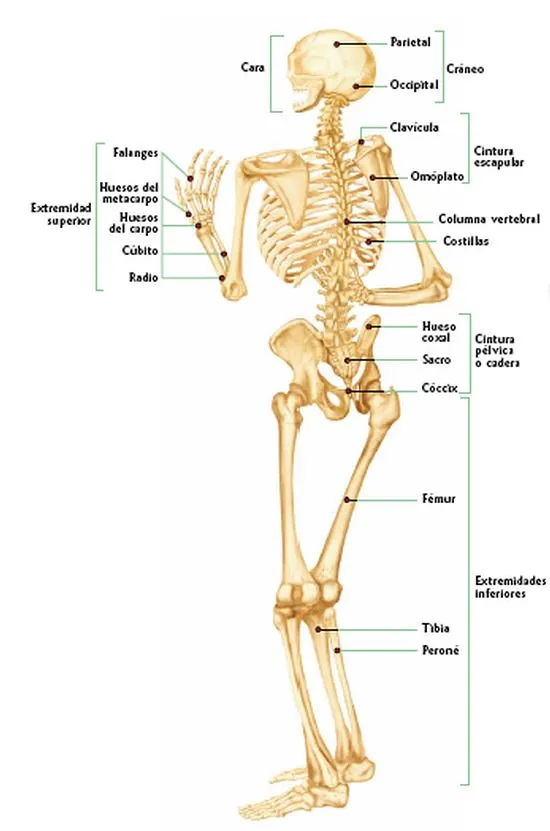 Esqueleto humano con todos sus nombres - Imagui