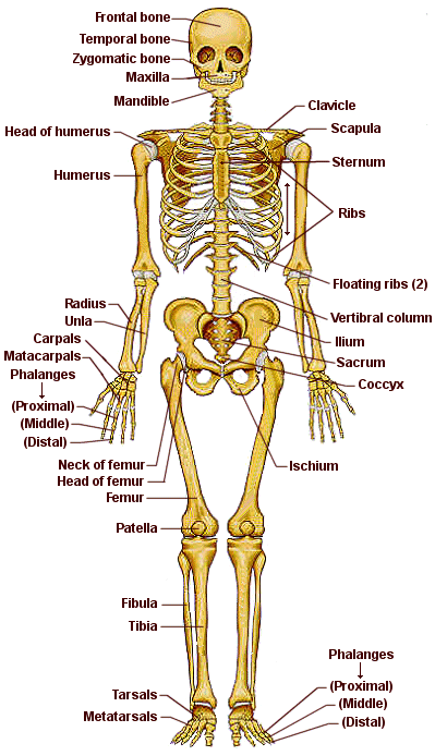 Mundo Bergan 6: O Esqueleto Humano