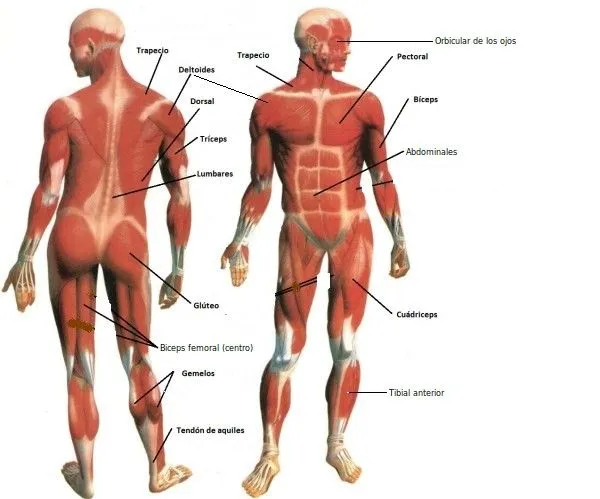 Ciencias Sociales, Naturales y Plástica: LOS MÚSCULOS DEL CUERPO ... Ciencias Sociales, Naturales y Plástica: LOS MÚSCULOS DEL CUERPO ...