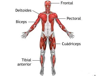 Ciencias Sociales, Naturales y Plástica: LOS MÚSCULOS DEL CUERPO ... Ciencias Sociales, Naturales y Plástica: LOS MÚSCULOS DEL CUERPO ...