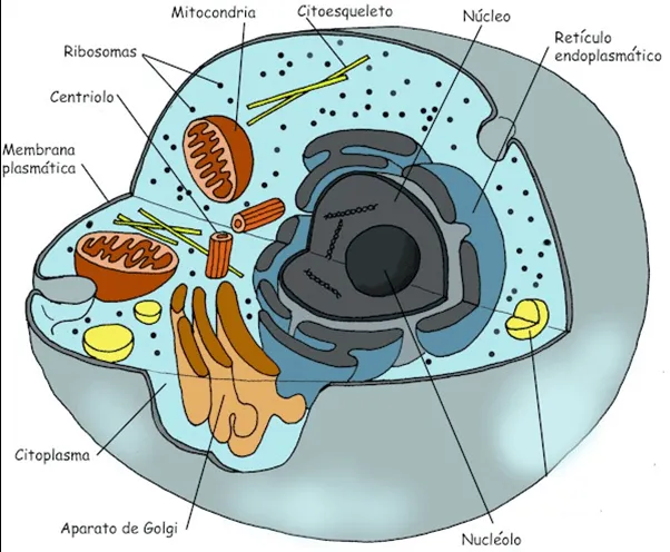 ciencias de la vida: Célula Procariota y Eucariota