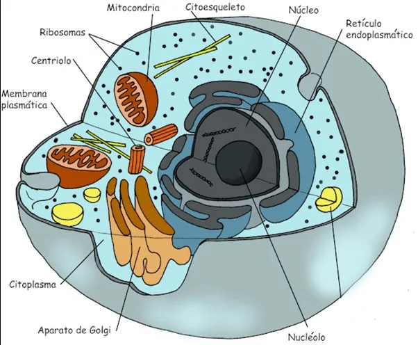 ciencias de la vida: Célula Procariota y Eucariota ciencias de la vida: Célula Procariota y Eucariota