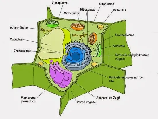 cienciasnaturales1cssa: Diferencias entre células eucariotas ...