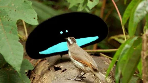 Científicos develan secreto que hace del ave del paraíso un ET (+ ...