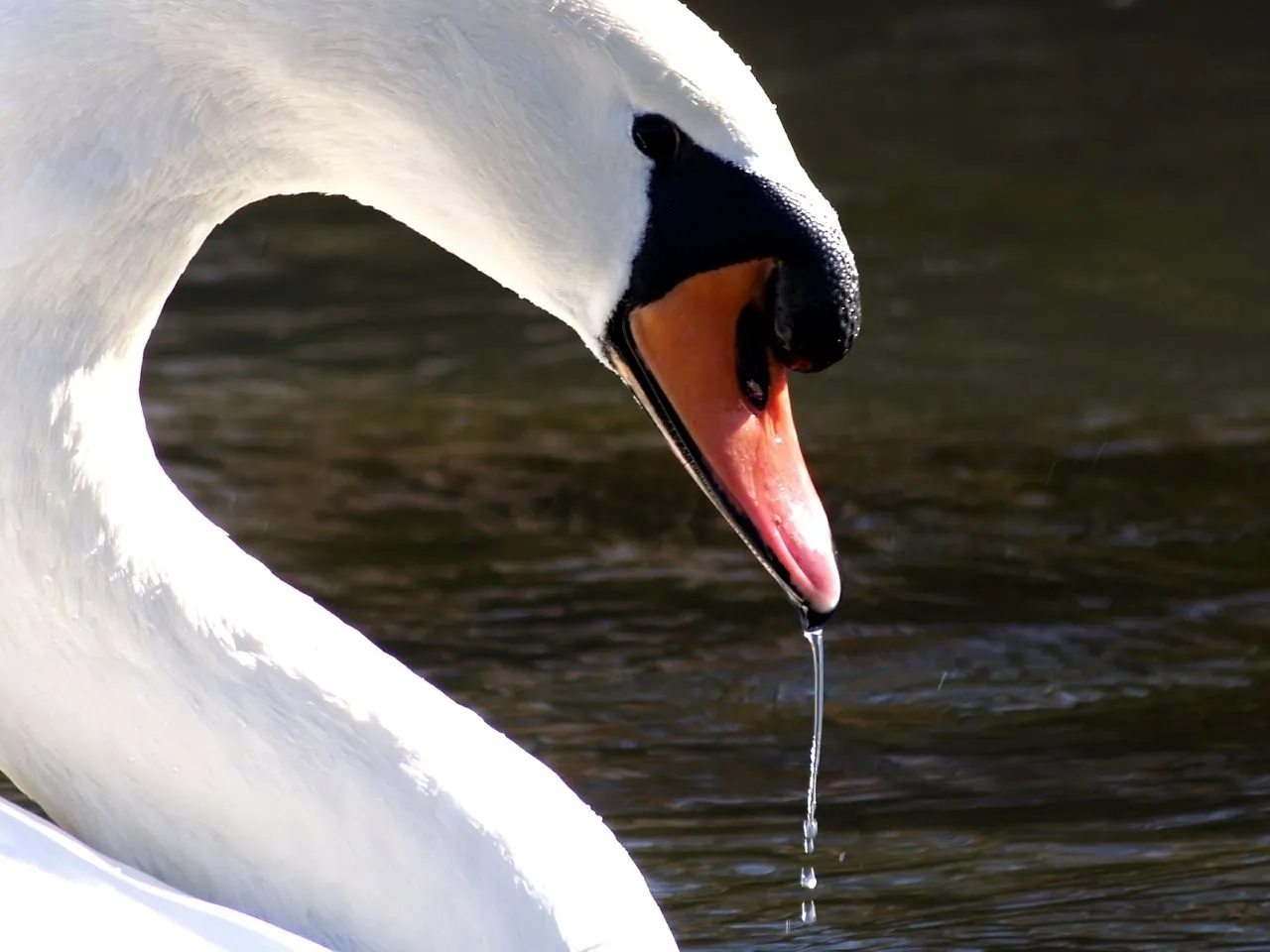 Cigne mut - Cisne común - Mute Swan (Cygnus olor) 2 - a photo on ... Cigne mut - Cisne común - Mute Swan (Cygnus olor) 2 - a photo on ...