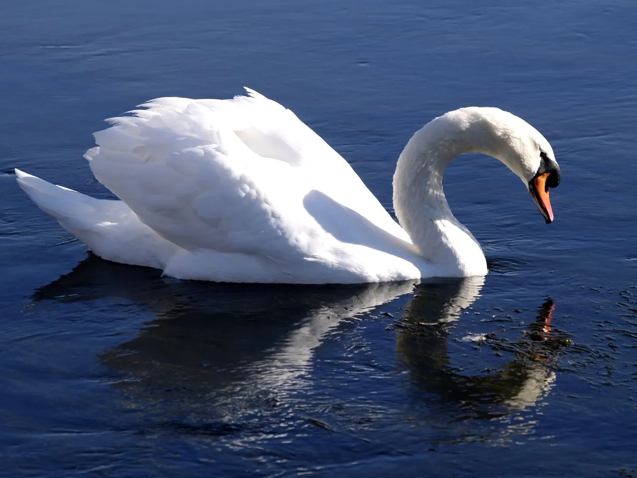 Cigne mut - Cisne común - Mute Swan (Cygnus olor) 4 - a photo on ... Cigne mut - Cisne común - Mute Swan (Cygnus olor) 4 - a photo on ...