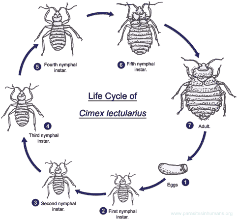 cimex-lectularius-life-cycle.gif