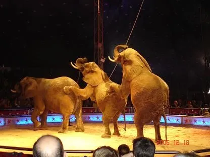 DE CIRCOS, ELEFANTES Y OTRAS ATADURAS | EL PROYECTO MATRIZ DE CIRCOS, ELEFANTES Y OTRAS ATADURAS | EL PROYECTO MATRIZ