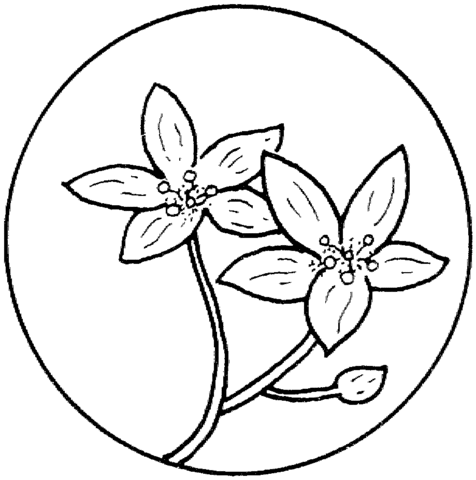 Círculo con Flores 2 dibujo para colorear | SuperColoring.com