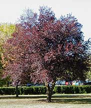 Ciruelo rojo, Cerezo de Pissard, Ciruelo de Japón, Ciruelo japonés ... Ciruelo rojo, Cerezo de Pissard, Ciruelo de Japón, Ciruelo japonés ...