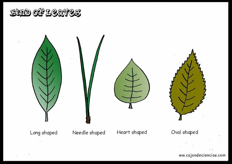 Clase de hojas - Imagui