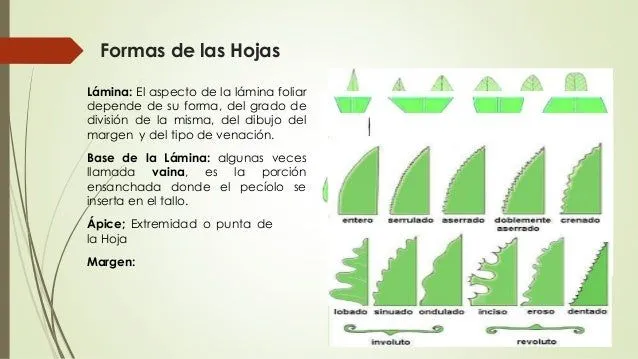 1 clase morfologia vegetal(agronomia)