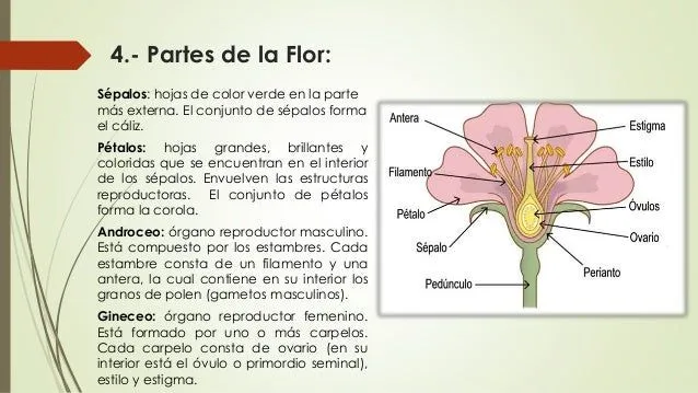 1 clase morfologia vegetal(agronomia)