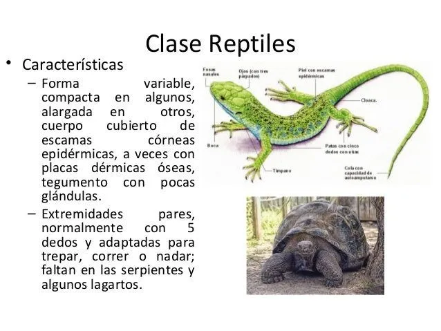 clase-reptiles-2013-2-638.jpg? ...
