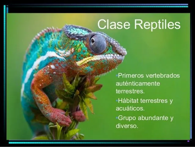 Clase reptiles
