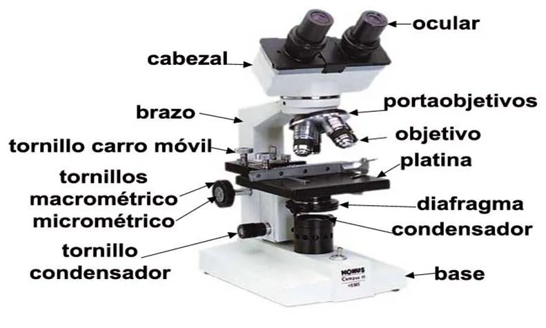 Tus clases de Biología: Microscopio
