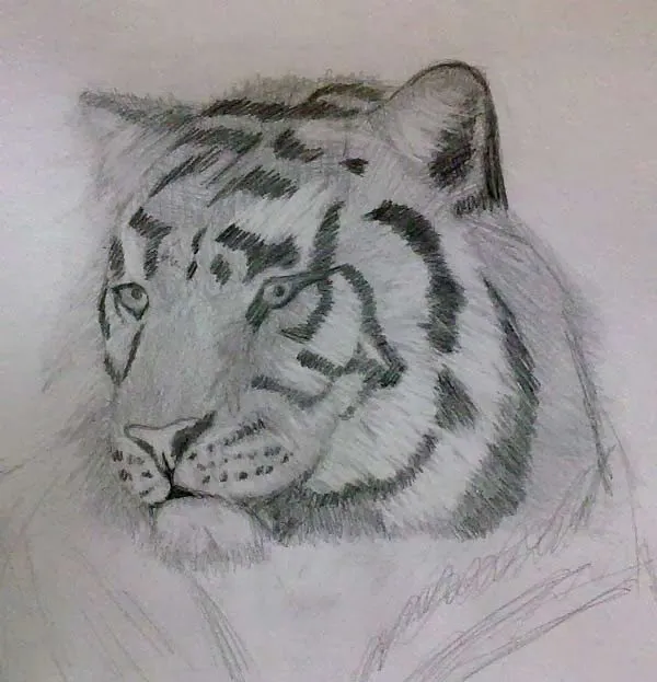 Imágenes de dibujos de tigres a lápiz - Imagui