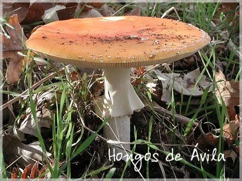 Diferentes clases de hongos | setasenvillaviciosa Diferentes clases de hongos | setasenvillaviciosa