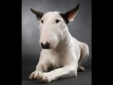 Tipos de pitbull terrier - Imagui
