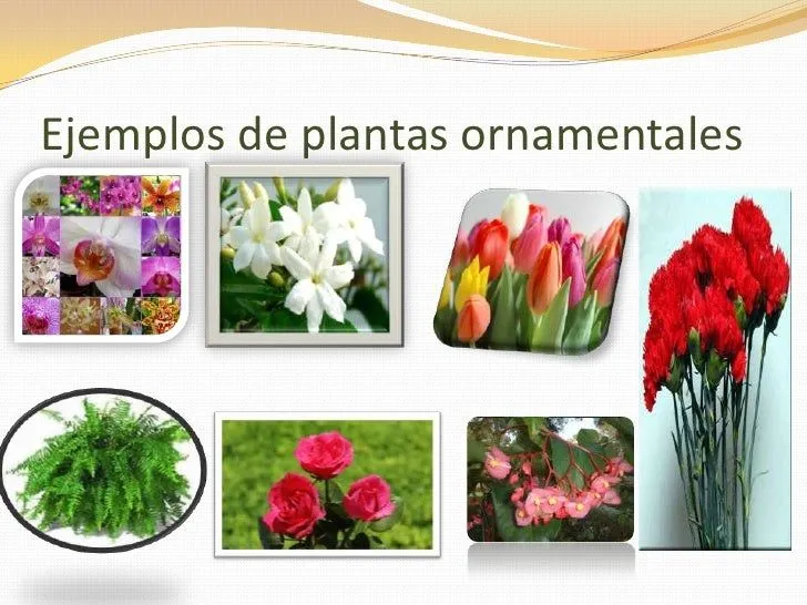 Clases de plantas ornamentales con sus nombres - Imagui