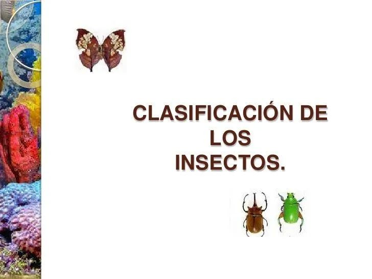 clasificacion-de-insectos-2- ...