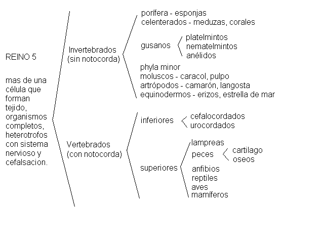 CLASIFICACION ELEMENTAL DE LOS SERES VIVOS - Monografias.