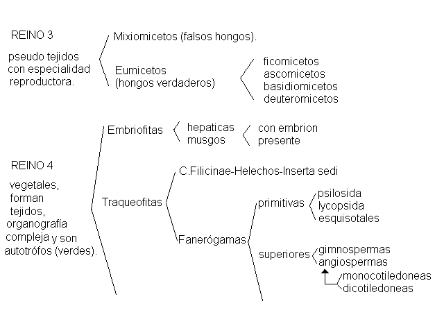 CLASIFICACION ELEMENTAL DE LOS SERES VIVOS - Monografias.