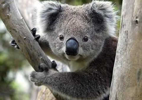 Cuestionario sobre los koalas » KOALAPEDIA