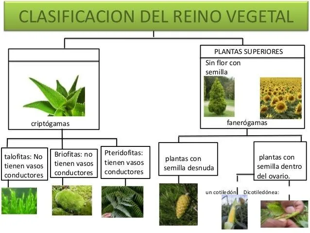 Clasificacion del reino vegetal