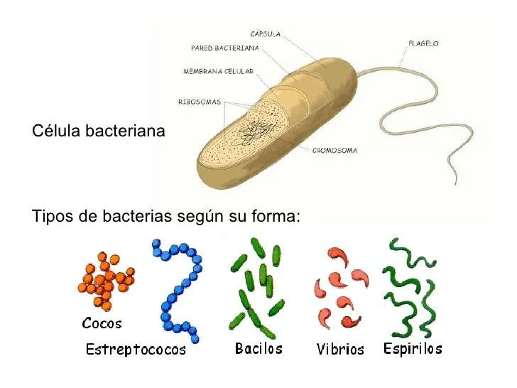 CLASIFICACION DE LOS REINOS Y MICROORGANISMOS