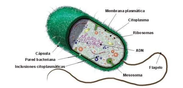 La clasificación de los seres vivos. Virus y bacterias (página 2 ...
