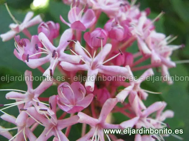 Clerodendro chino, flor de gloria - Clerodendrum bungei
