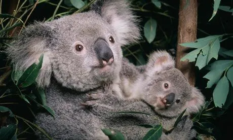 Climate change compounds rising threats to koala | Environment ... Climate change compounds rising threats to koala | Environment ...