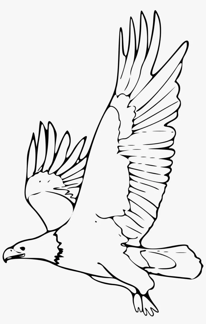 Clipart - Dibujos De Animales En Peligro De Extincion PNG Image |  Transparent PNG Free Download on SeekPNG