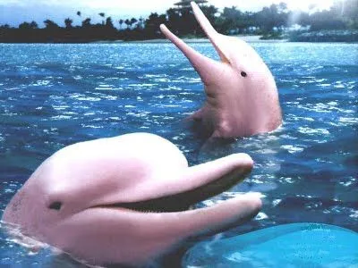 El Club de Las Neuronas Muertas: Vuelven los delfines rosados al ...