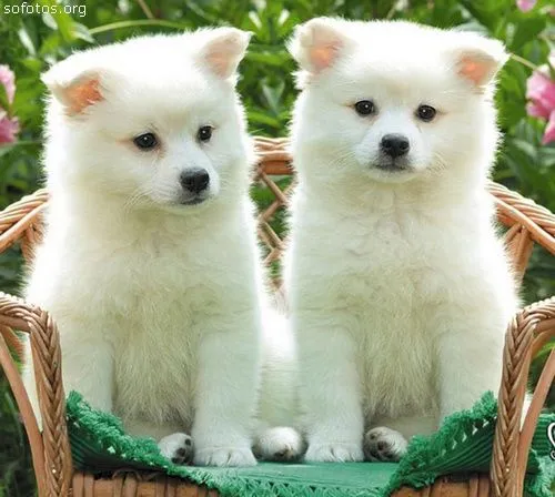 Cachorros lindos - Imagui