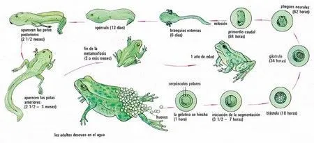 Clubes de Ciencia - Metamorfosis de las ranas y los sapos