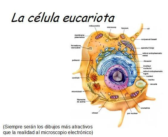 Células eucariotas - Imagui